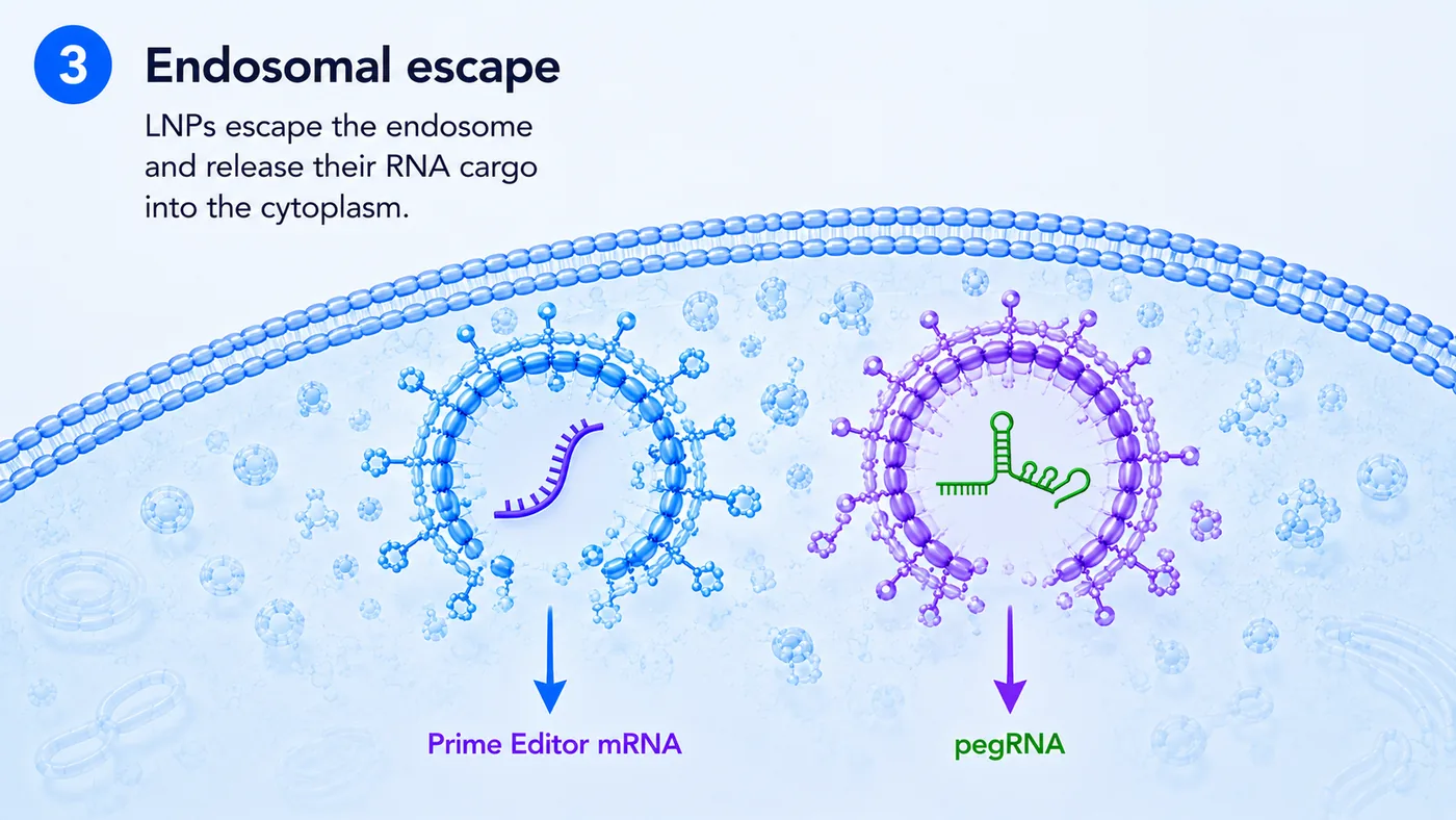 Step 03: Endosomal escape