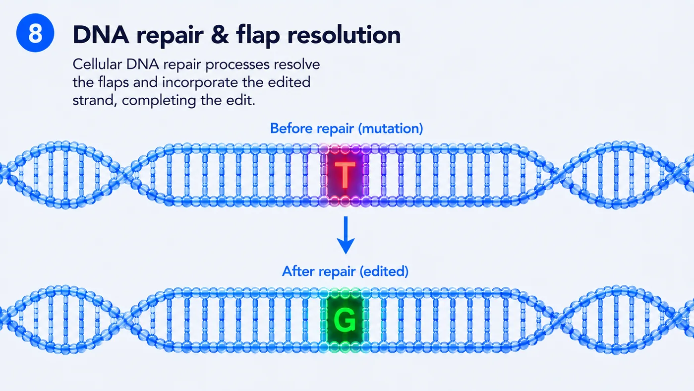 Step 08: DNA repair & resolution